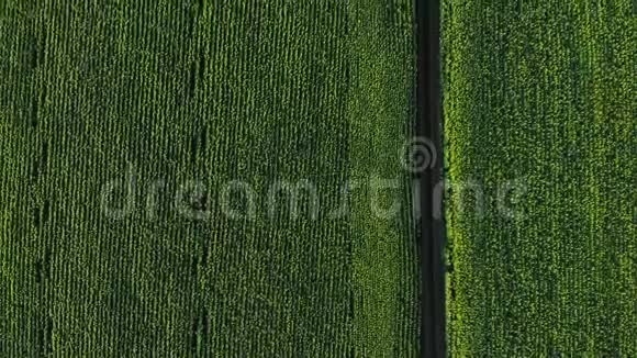 空中广阔的绿色视野农业田空中照片绿色景观无人机视频的预览图