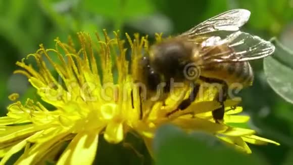 蜜蜂授粉黄蒲公英视频的预览图