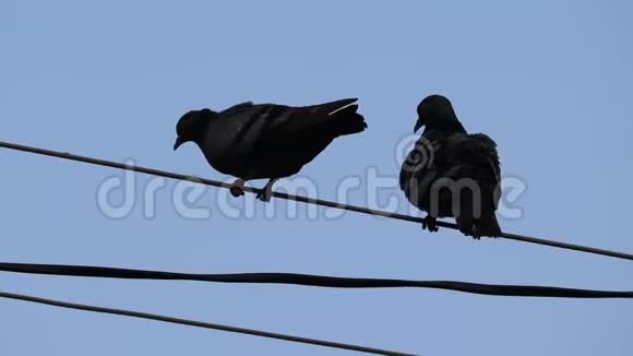 鸽子鸟坐在蓝天背景的电缆上视频的预览图