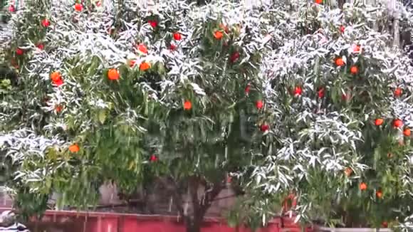 成熟的柑橘类水果橘子柠檬覆盖着白雪的橘子雪继续下下去意大利的严冬视频的预览图