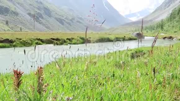 山背景上的草地风摇野草江流盛夏山地夏季景观g视频的预览图