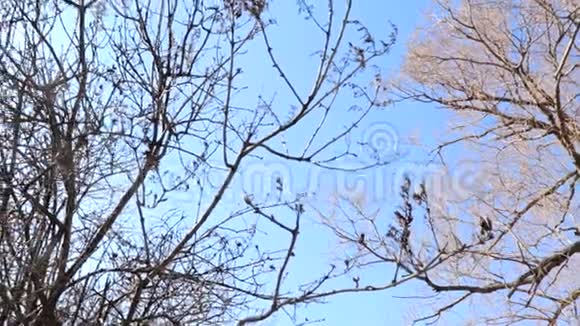 无叶树枝在蓝天的映衬下的全景明亮耀眼的耀眼的耀眼的阳光照过来视频的预览图
