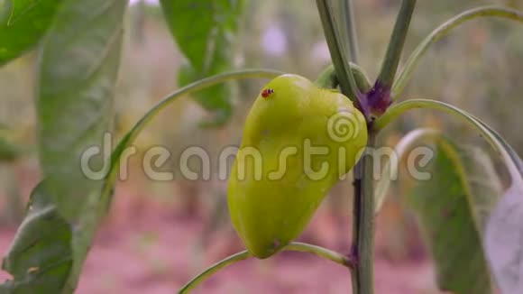 农场里的青椒辣椒有机食品视频的预览图
