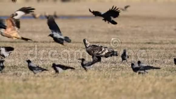 坐着白尾鹰白戟天成群的乌鸦飞来飞去视频的预览图