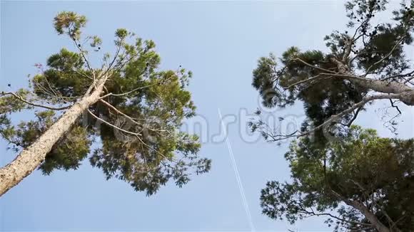 一架客机迎着夏日的蓝天在树间飞过视频的预览图