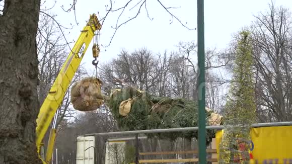 工业起重机吊起一棵杉树它的根被包裹树枝被绑起来视频的预览图