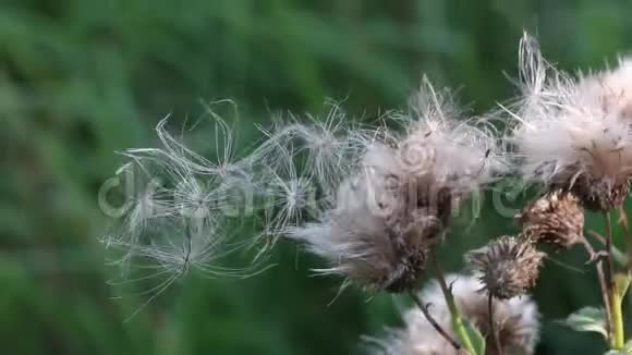 田里的植物在风中摇曳绒毛状的种子即将脱落顺风飘扬视频的预览图