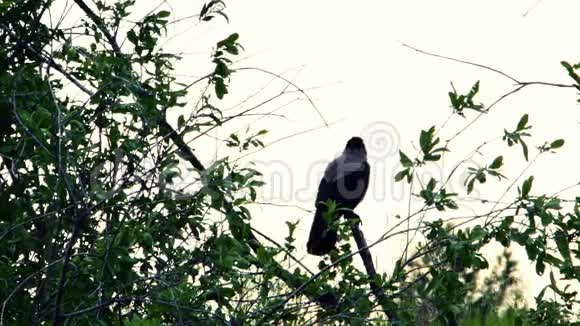 乌鸦坐在树枝上视频的预览图