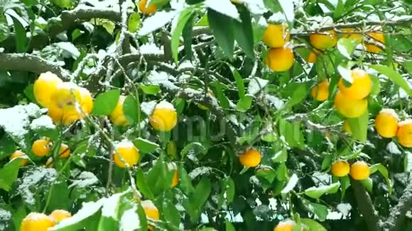 成熟的柑橘类水果橘子柠檬覆盖着白雪的橘子雪继续下下去意大利的严冬视频的预览图