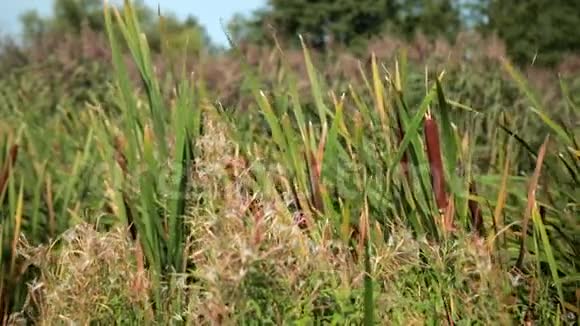 干草芦苇沼泽草户外自然景观视频的预览图
