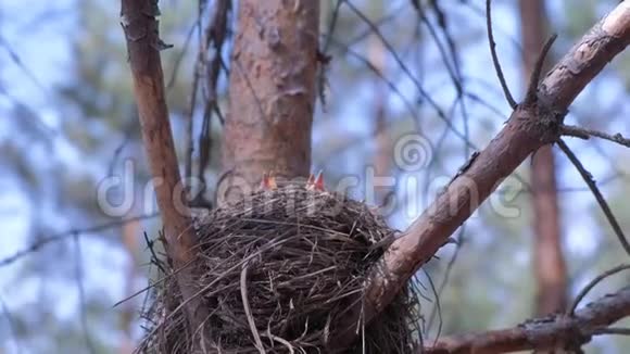 饥饿的雏鸟在树上筑巢在森林中张开嘴底部的景色视频的预览图