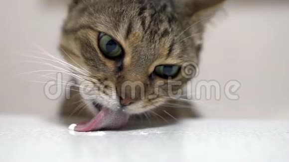 条纹猫吃食物慢动作视频的预览图