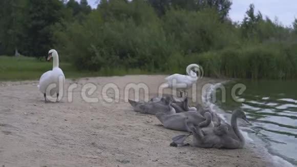天鹅一家在欧洲湖边的海滩上视频的预览图