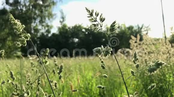 迎风摇曳的花草在农村的一片草地上周围充满了绿色植物视频的预览图