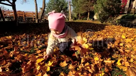 小可爱的女孩把秋天落叶收集到公园的花束里视频的预览图