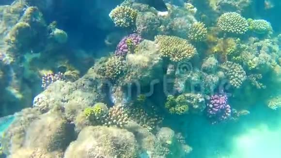 在阳光明媚的日子里红海的各种鱼类在蓝色透明的海水中在明亮的珊瑚礁上游泳晒太阳反射光线视频的预览图