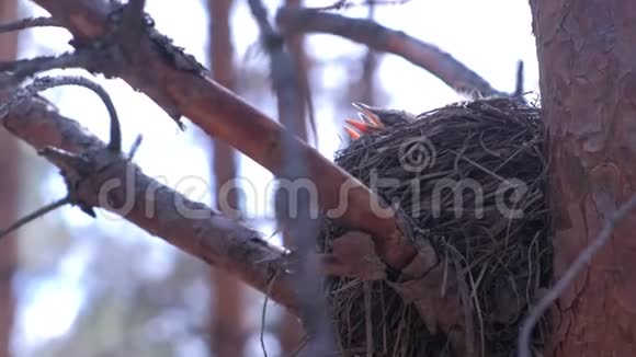 饥饿的雏鸟在树上筑巢在森林中张开嘴底部的景色视频的预览图