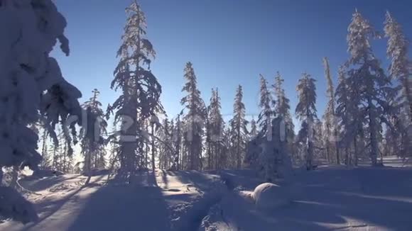 冬天早上好冰霜雪泰加落叶松被风摆动全景Kolyma视频的预览图