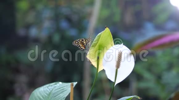 一个美丽的花园一只蝴蝶坐在一朵花上一个小女孩走过来闻着颜色4K慢慢视频的预览图