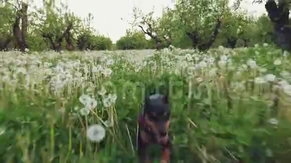 民品狗沿着花园里的草跑视频的预览图