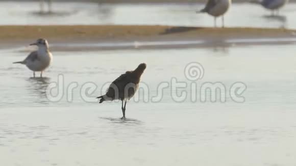 鸟栏尾长尾龙舌兰站在浅水中清洗羽毛视频的预览图