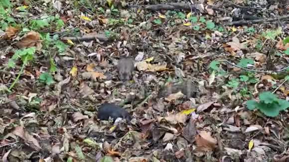 一组老鼠在棕色叶子中觅食视频的预览图