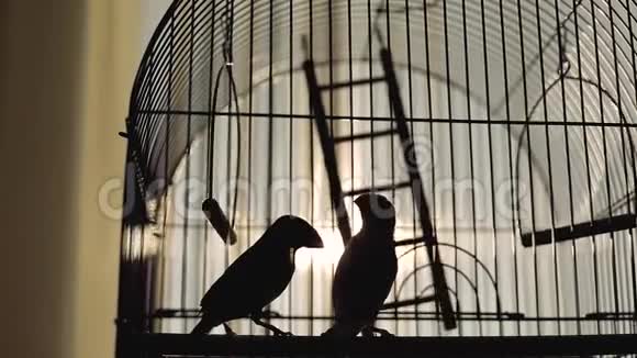 街上房子附近金属笼子里的鸟视频的预览图