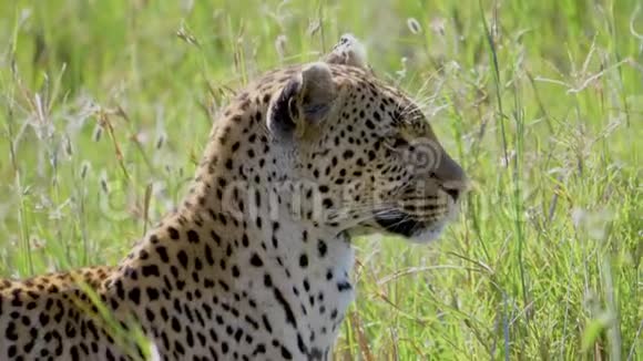 非洲热带稀树草原的豹式特写镜头高草转头寻找猎物视频的预览图