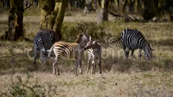 两只小斑马驹在非洲相思林保护区嬉戏视频的预览图