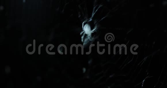 夜间上网的蜘蛛包括原始音频视频的预览图