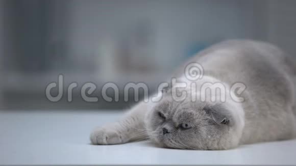 可爱的猫睡得很舒服丰满的宠物皮毛整齐广告视频的预览图