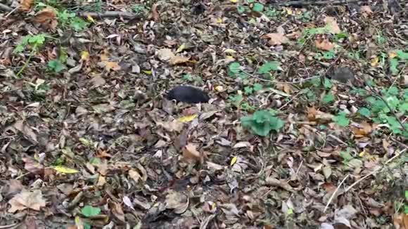 一组老鼠在棕色叶子中觅食视频的预览图