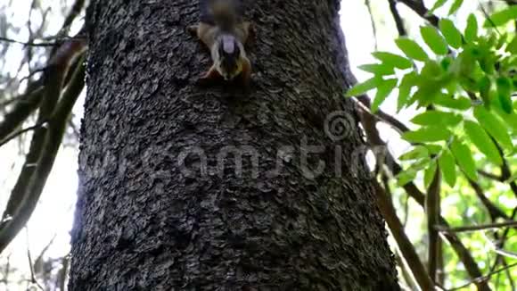 松鼠坐在树上在树枝上跳跃到地面寻找能带给人们的种子视频的预览图