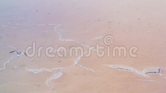 无人机镜头粉红色盐湖上的海鸥视频的预览图