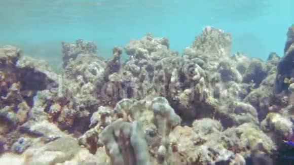 珊瑚杀手海星视频的预览图