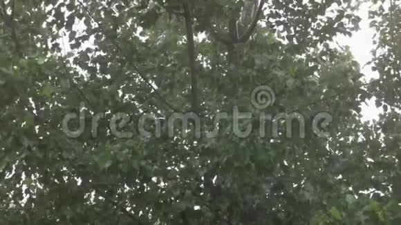 夏天大雨倾盆在城市里在一棵绿色的大树的框架里湿漉漉的叶子视频的预览图
