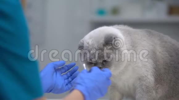 护士清洁猫眼污垢疾病预防常规卫生程序视频的预览图