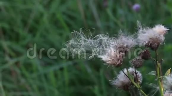 田里的植物在风中摇曳绒毛状的种子即将脱落顺风飘扬视频的预览图