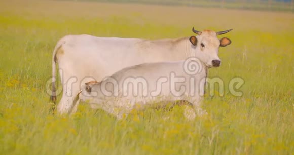 夏天在国家保护区吃草的美丽奶牛和小动物站在田里的射击视频的预览图