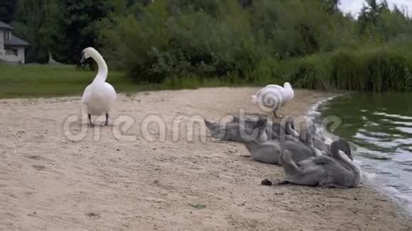 天鹅一家在欧洲湖边的海滩上视频的预览图
