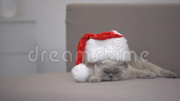 戴着圣诞帽的愤怒猫远离相机圣诞礼物打折视频的预览图