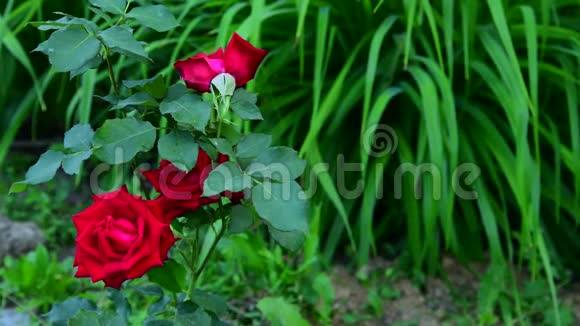 红玫瑰生长在大自然中视频的预览图