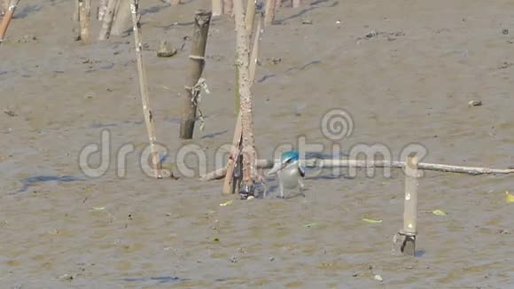结结巴巴的翠鸟在泥上捕捉螃蟹视频的预览图