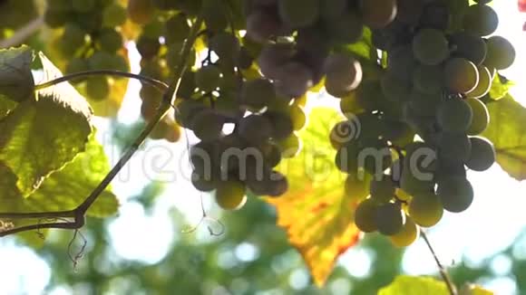 成熟的葡萄在阳光下视频的预览图