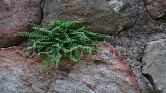 古老的石壁上生长着绿蕨视频的预览图