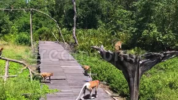 马来西亚婆罗洲特有的猴视频的预览图
