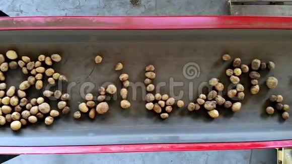 收获土豆上面的风景马铃薯块茎移动在一个特殊的机器磁带自动清理土豆污垢和视频的预览图