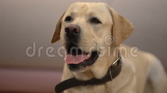 可爱的拉布拉多猎犬在家嗅鼻子等主人来视频的预览图