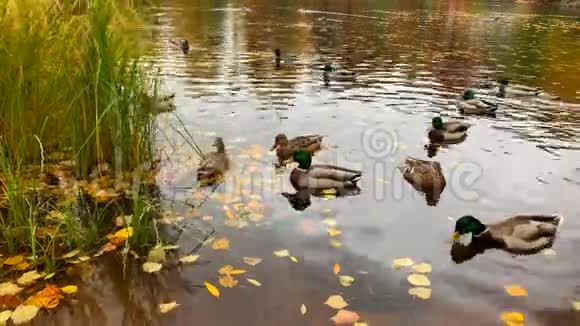 美丽的鸭子和鸭子在秋天的池塘里游泳视频的预览图