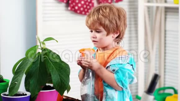 男孩关心和喷花春花在家第一朵花生长植物和芽萌发小男孩视频的预览图